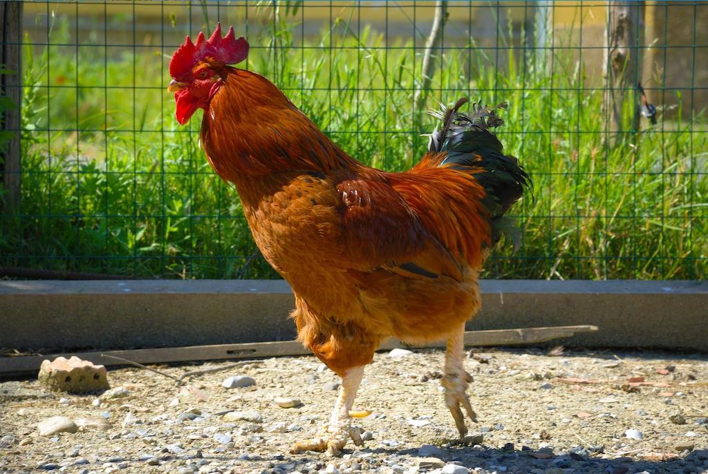 Agriturismo Il Canterino 구아르디스탈로 외부 사진